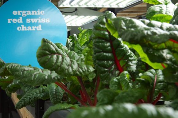 Swiss chard growing at Urban Organics, photo by Kyle Mianulli