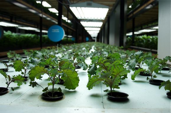 Greens growing at Urban Organics, photo by Kyle Mianulli