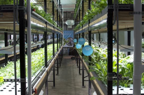 A floor of organic greens, photo by Kyle Mianulli