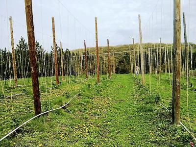 Longfellow Community Garden hops garden, courtesy Andrew Schmitt