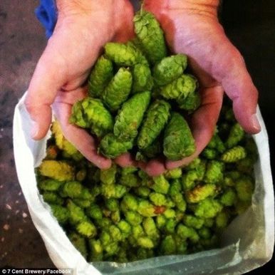 Hops