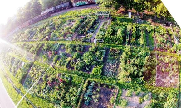 St. Anthony Park Community Garden