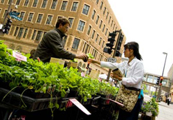 Minneapolis Street Market