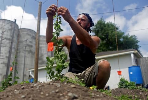 Chris Andrejka training vines in the hops garden, courtesy Star Tribune 